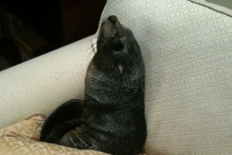 Baby Seal Occupies a House 