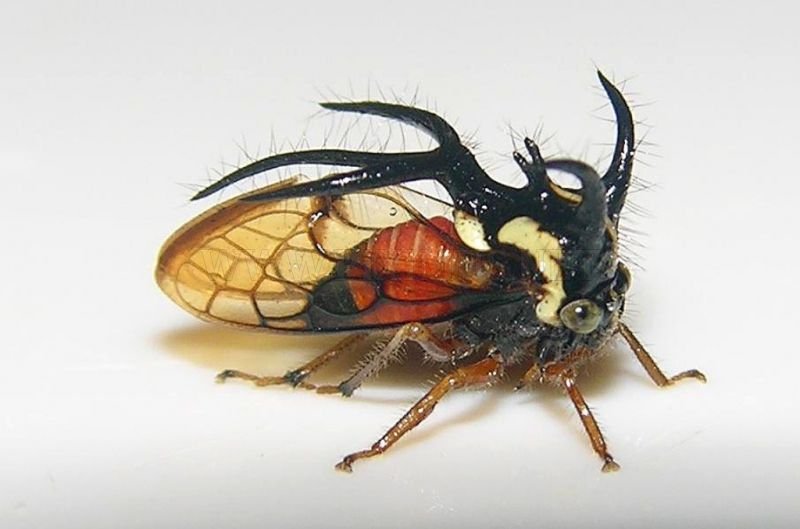 The ugliest insect in the World