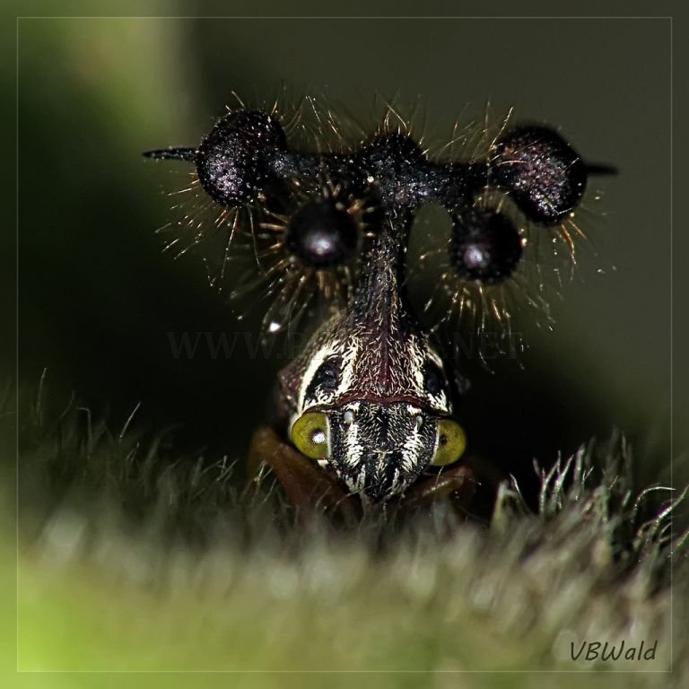The ugliest insect in the World