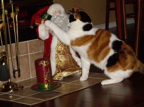 Cats Christmas