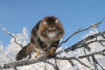 Siberian Cat Amur Ezra 