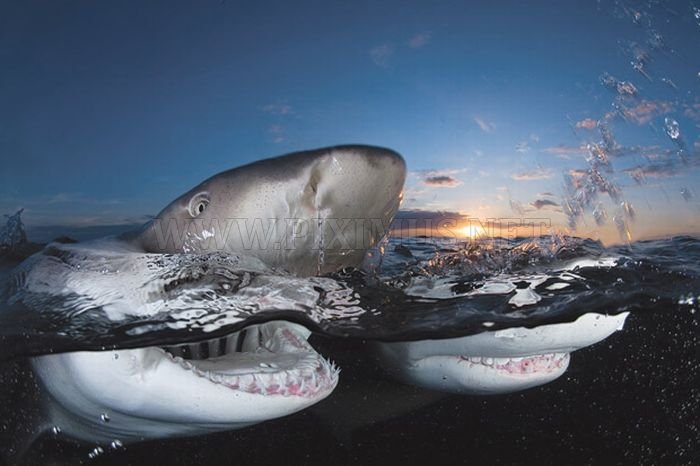 Sharks Up Close