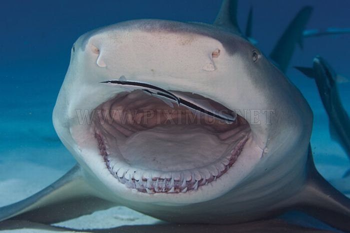 Sharks Up Close