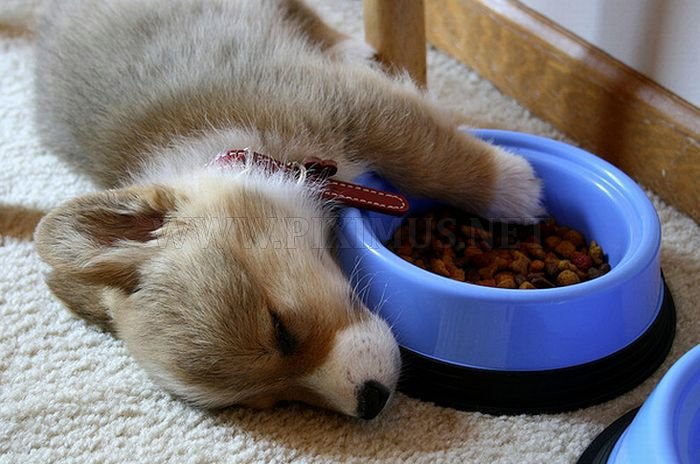 Cute Dogs Falling Asleep by Their Bowls