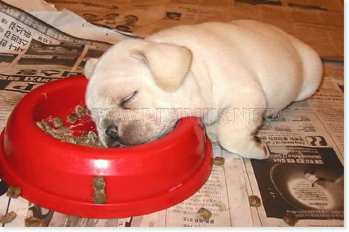 Cute Dogs Falling Asleep by Their Bowls