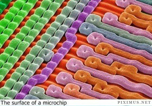 The World under a Microscope  