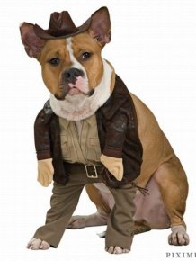 Incredible Dog Costumes Inspired by the Movies 