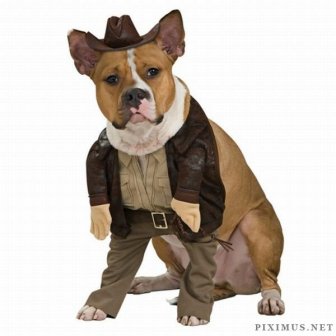 Incredible Dog Costumes Inspired by the Movies 