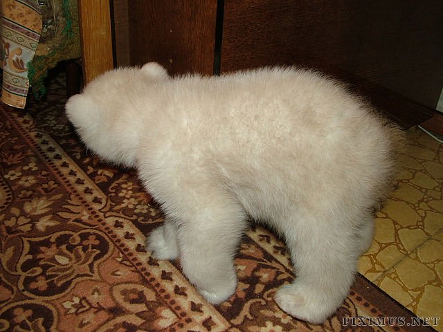 Polar Bear Cub Rescued  