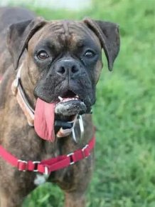 Dog with a Ridiculous Tongue 