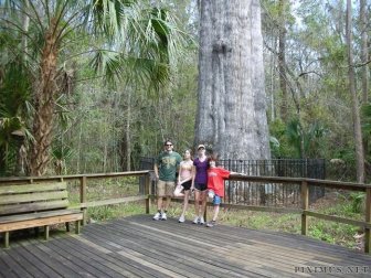 World's 5th Oldest Tree Destroyed by Fire 