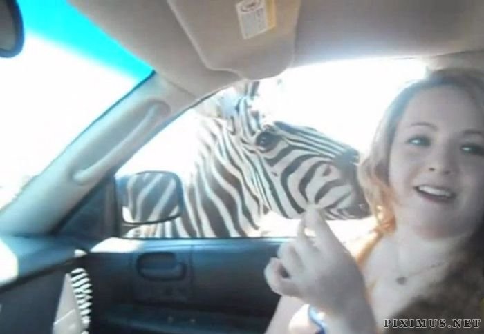 Zebra vs Girl 