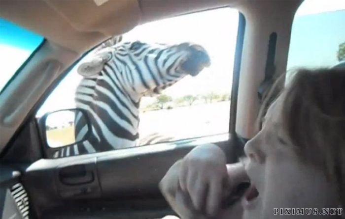 Zebra vs Girl 