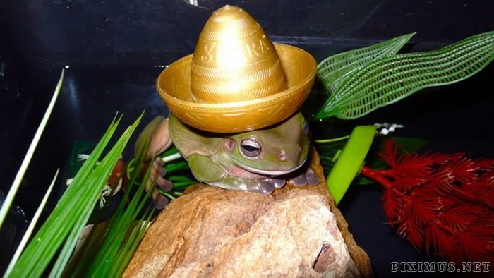 Animals wearing hats