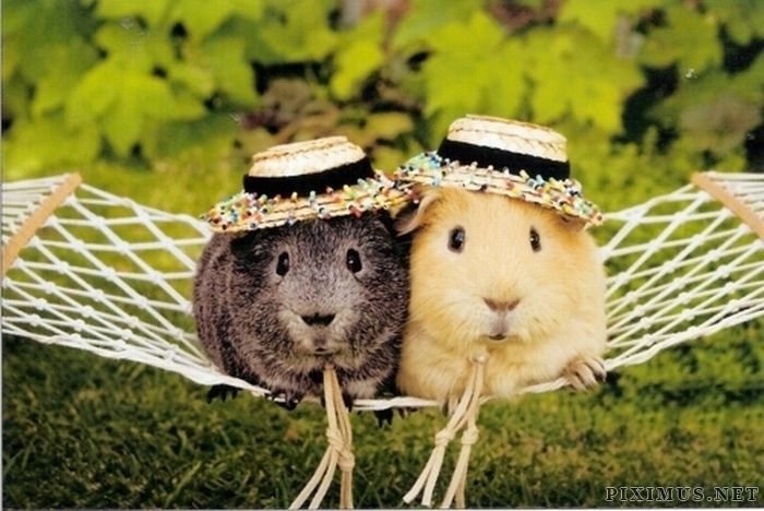 Animals wearing hats