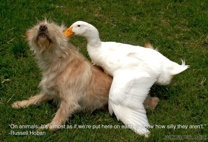Inspiring Pictures For People Who Love Animals 