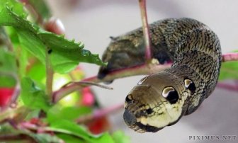 Caterpillar Looks Like a Snake 