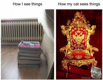How My Cat Sees Things 