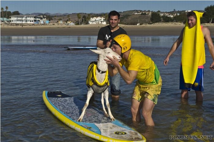 The Surfing Goat 
