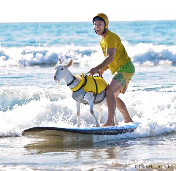 The Surfing Goat 