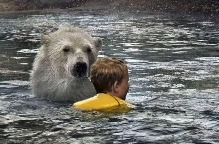 Kids Swimming with Polar Bears