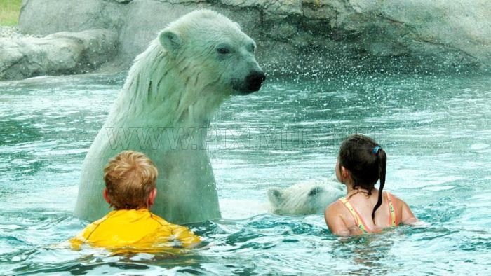 Kids Swimming with Polar Bears
