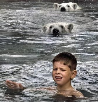 Kids Swimming with Polar Bears