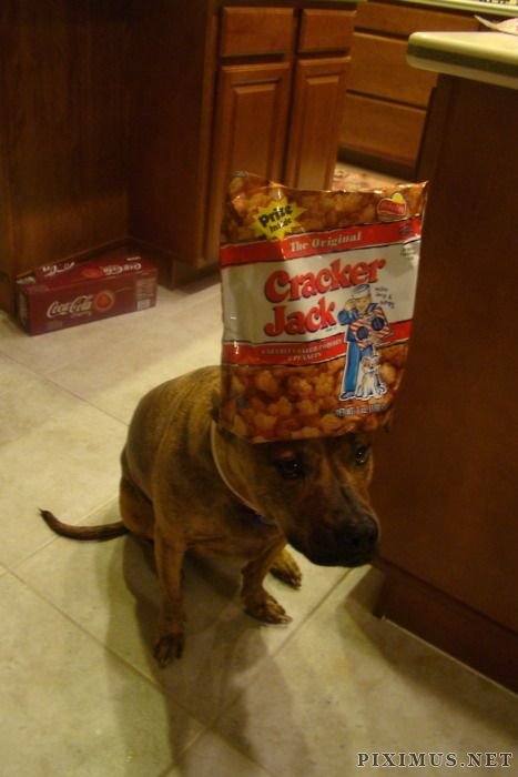 Food on My Dog 