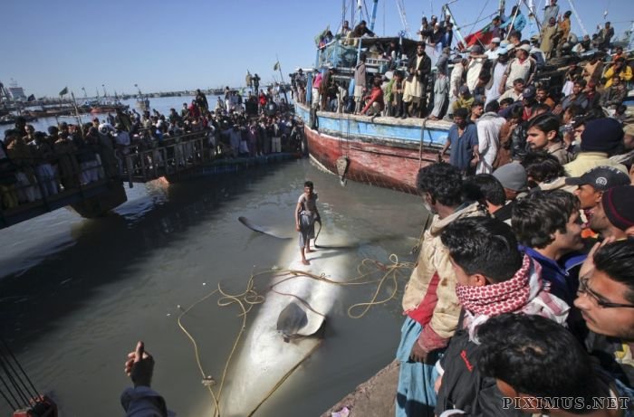 Giant Whale Shark Caught in Pakistan 