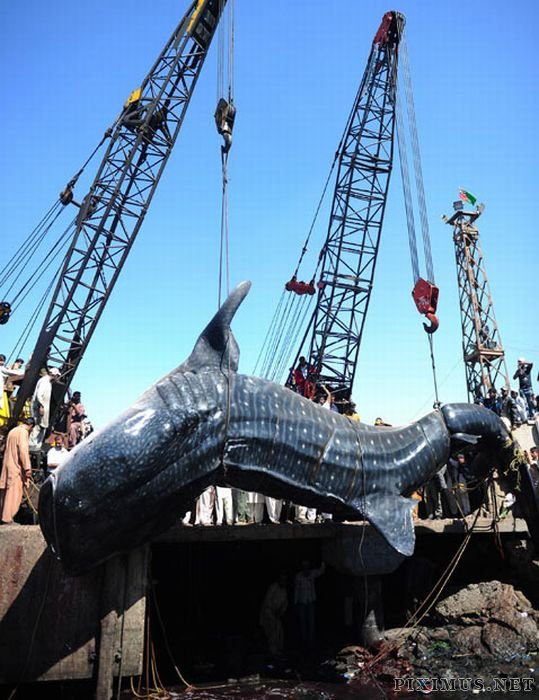 Giant Whale Shark Caught in Pakistan 