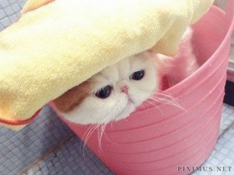 Very Cute Cat Taking Bath 
