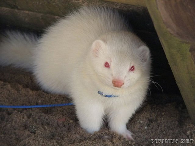 Great Pictures of Albino Animals  