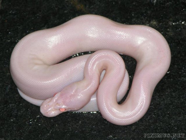 Great Pictures of Albino Animals  
