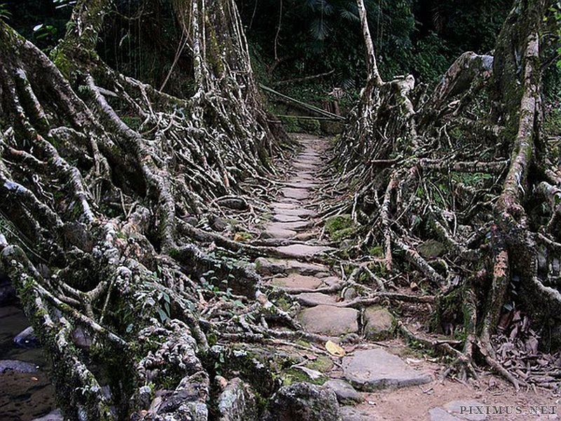 Incredible Tangled Root Bridges  