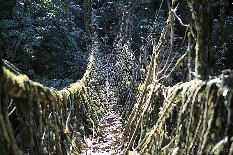 Incredible Tangled Root Bridges  
