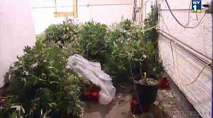 Marijuana Plantation in Bronx 