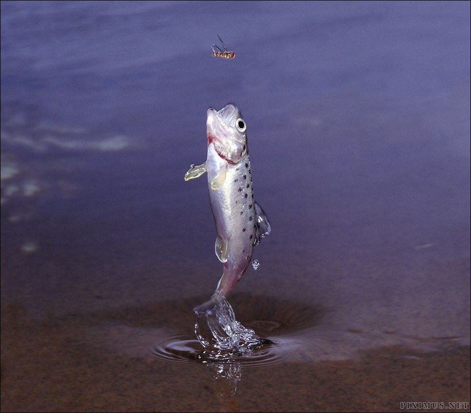 How Trout Catches Its Prey  