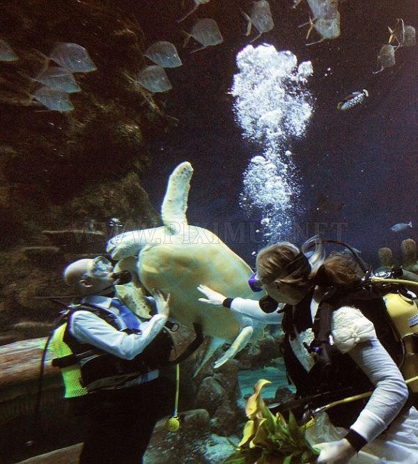 Underwater Wedding 