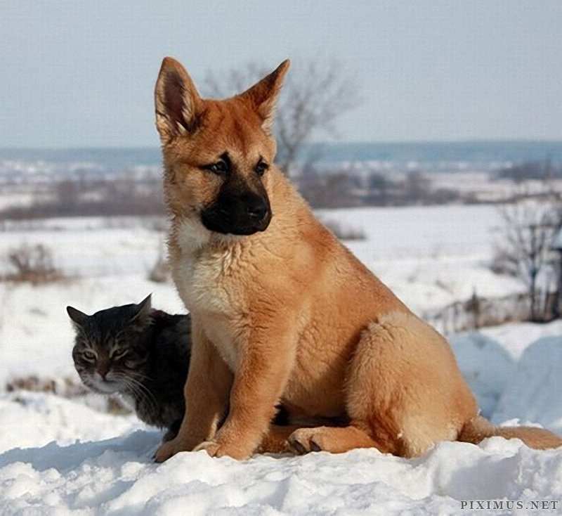 Dog and Cat - Best Friends