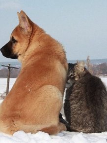 Dog and Cat - Best Friends