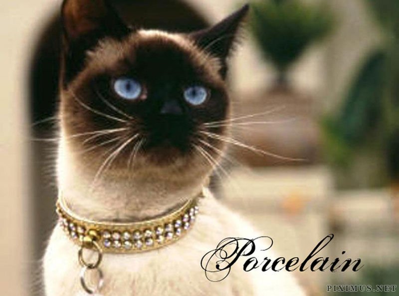 Cats That Must Have Inspired Popular Fonts  