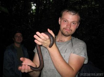 Australian Giant Earthworm  