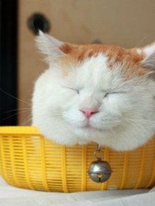 Two Kitties In A Basket 