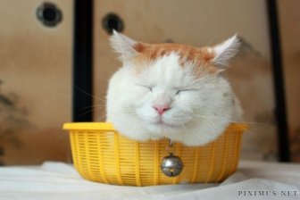 Two Kitties In A Basket 