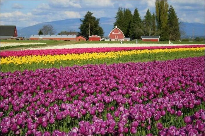 Beautiful Tulip Fields 