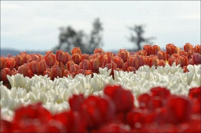 Beautiful Tulip Fields 