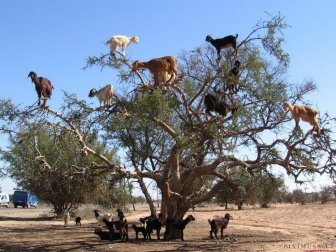 Goats on trees in Morocco