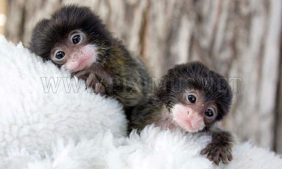 Tiny cute monkeys
