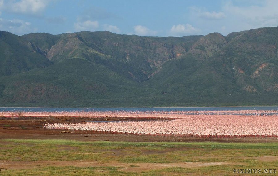 Millions of pink flamingos