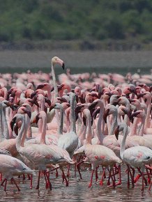 Millions of pink flamingos
